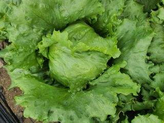 자연인농부님의 금쪽같은 내 작물 자랑하기 · 참여 작성글 사진