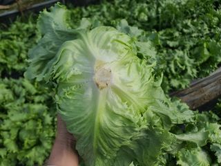 자연인농부님의 금쪽같은 내 작물 자랑하기 · 참여 작성글 사진