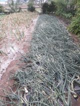 팜모닝 우리동네·동네자랑 게시글 이미지