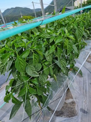 (복조리농장)김찬두님의 금쪽같은 내 작물 자랑하기 · 참여 작성글 사진