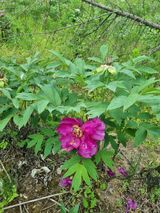 팜모닝 두릅·품종•종자 게시글 이미지