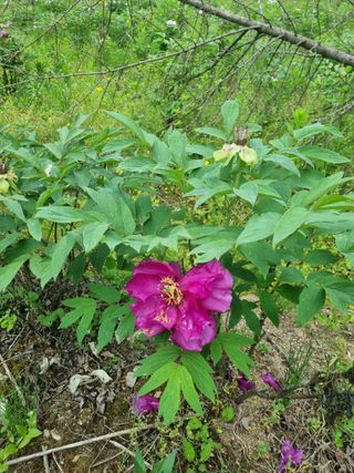 이호성님의 두릅 · 품종•종자 작성글 사진
