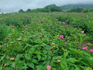 이호성님의 두릅 · 품종•종자 작성글 사진