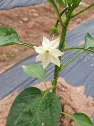 정석기님의 고추 · 일상 작성글 사진