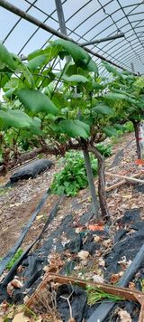 팜모닝 금쪽같은 내 작물 자랑하기·참여 게시글 이미지