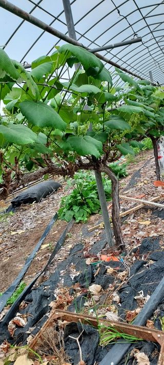 표고버섯18854님의 금쪽같은 내 작물 자랑하기 · 참여 작성글 사진