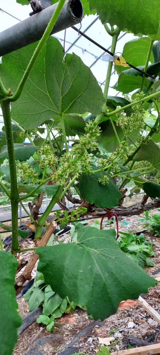 표고버섯18854님의 금쪽같은 내 작물 자랑하기 · 참여 작성글 사진