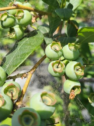 충남서산최옥희님의 금쪽같은 내 작물 자랑하기 · 참여 작성글 사진