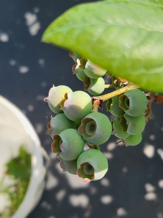 충남서산최옥희님의 금쪽같은 내 작물 자랑하기 · 참여 작성글 사진