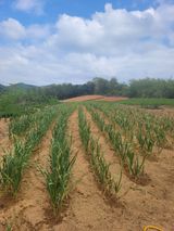 팜모닝 자유주제·사진전 게시글 이미지
