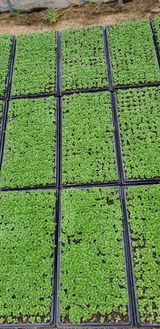 팜모닝 자유주제·자유게시판 게시글 이미지