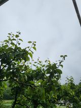 팜모닝 배·병해충상담 게시글 이미지