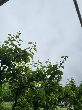 알 수 없음님의 배 · 병해충상담 작성글 사진