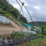 팜모닝 금쪽같은 내 작물 자랑하기·참여 게시글 이미지