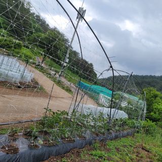 이금숙님의 금쪽같은 내 작물 자랑하기 · 참여 작성글 사진