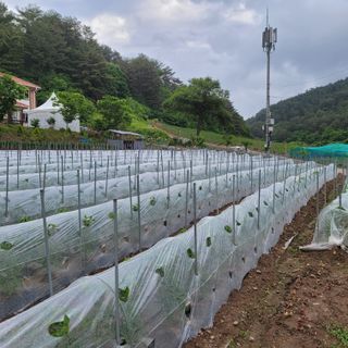 이금숙님의 금쪽같은 내 작물 자랑하기 · 참여 작성글 사진
