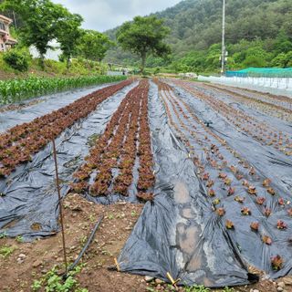 이금숙님의 금쪽같은 내 작물 자랑하기 · 참여 작성글 사진