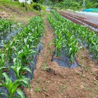 이금숙님의 금쪽같은 내 작물 자랑하기 · 참여 작성글 사진