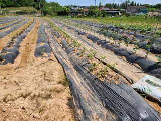 박혜옥님의 금쪽같은 내 작물 자랑하기 · 참여 작성글 사진