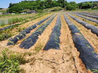 박혜옥님의 금쪽같은 내 작물 자랑하기 · 참여 작성글 사진