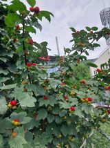 팜모닝 금쪽같은 내 작물 자랑하기·참여 게시글 이미지