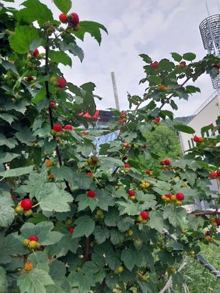 김동주님의 금쪽같은 내 작물 자랑하기 · 참여 작성글 사진