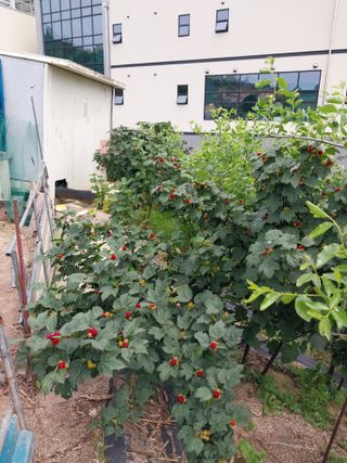 김동주님의 금쪽같은 내 작물 자랑하기 · 참여 작성글 사진