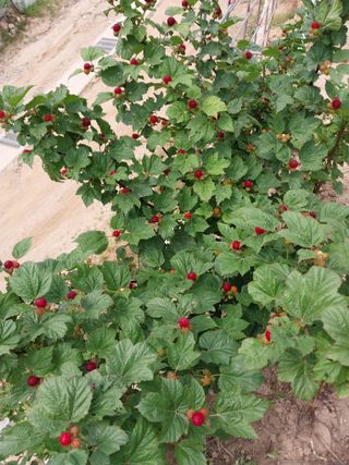 김동주님의 금쪽같은 내 작물 자랑하기 · 참여 작성글 사진