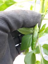 팜모닝 고추·일상 게시글 이미지