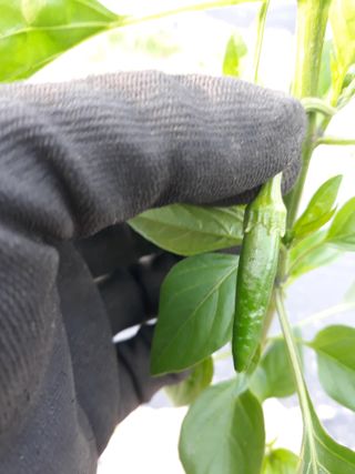 양윤설님의 고추 · 일상 작성글 사진