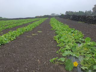 은주님의 금쪽같은 내 작물 자랑하기 · 참여 작성글 사진