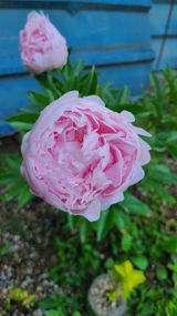 팜모닝 자유주제·사진전 게시글 이미지