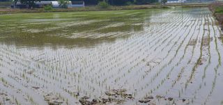 이흥옥님의 벼 · 자유게시판 작성글 사진