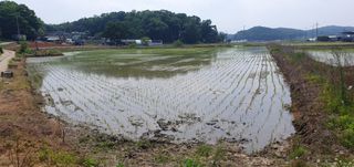 이흥옥님의 벼 · 자유게시판 작성글 사진