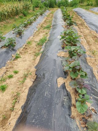김지현 님의 금쪽같은 내 작물 자랑하기 · 참여 작성글 사진