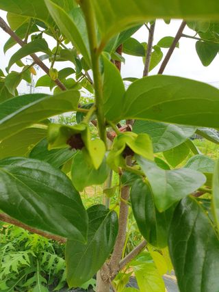 김지현 님의 금쪽같은 내 작물 자랑하기 · 참여 작성글 사진