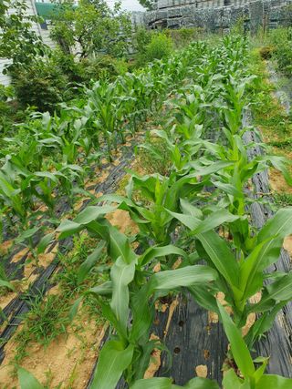 김지현 님의 금쪽같은 내 작물 자랑하기 · 참여 작성글 사진