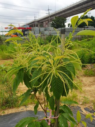 김지현 님의 금쪽같은 내 작물 자랑하기 · 참여 작성글 사진