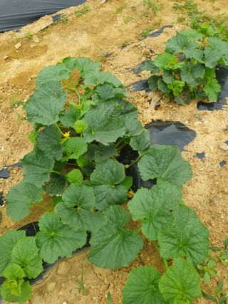 김지현 님의 금쪽같은 내 작물 자랑하기 · 참여 작성글 사진