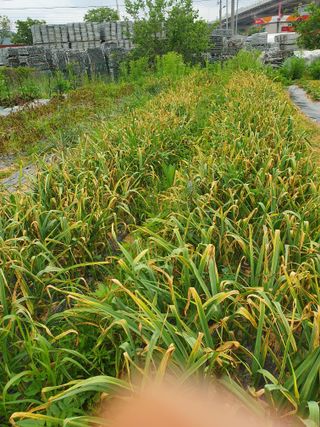 김지현 님의 금쪽같은 내 작물 자랑하기 · 참여 작성글 사진