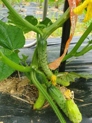 김지현 님의 금쪽같은 내 작물 자랑하기 · 참여 작성글 사진