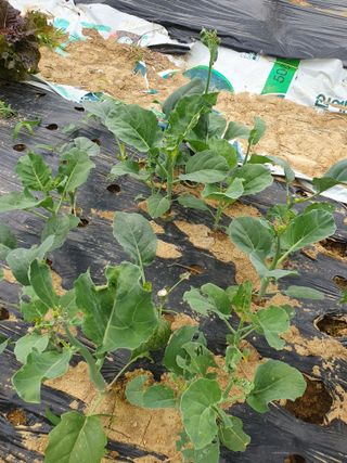 김지현 님의 금쪽같은 내 작물 자랑하기 · 참여 작성글 사진