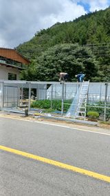 팜모닝 고추·지주설치•유인•성장 게시글 이미지