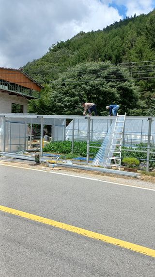 파란농원님의 고추 · 지주설치•유인•성장 작성글 사진