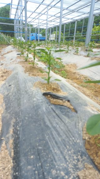 파란농원님의 고추 · 지주설치•유인•성장 작성글 사진