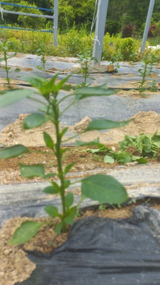 파란농원님의 고추 · 지주설치•유인•성장 작성글 사진