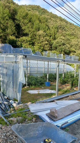 파란농원님의 고추 · 지주설치•유인•성장 작성글 사진