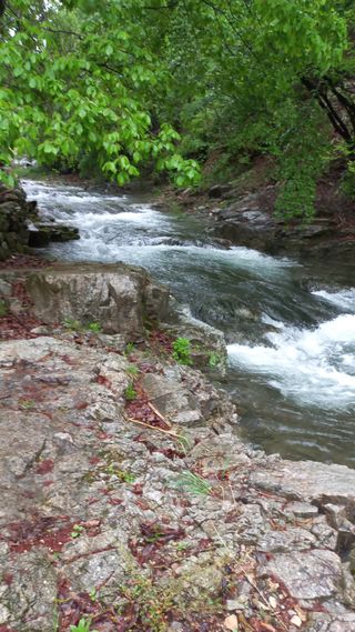 파란농원님의 고추 · 지주설치•유인•성장 작성글 사진