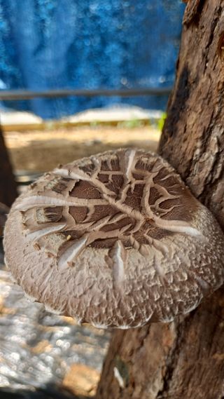 파란농원님의 고추 · 지주설치•유인•성장 작성글 사진