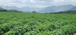 금우님의 감자 · 자유게시판 작성글 사진